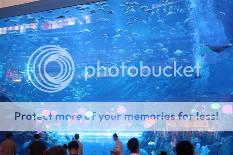 Dubai Mall Aquarium Photo Gallery