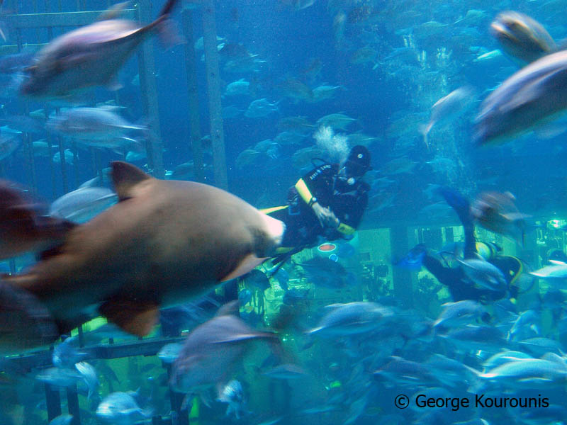 Dubai Mall Aquarium Shark