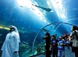 Dubai Mall Aquarium Shark Dive