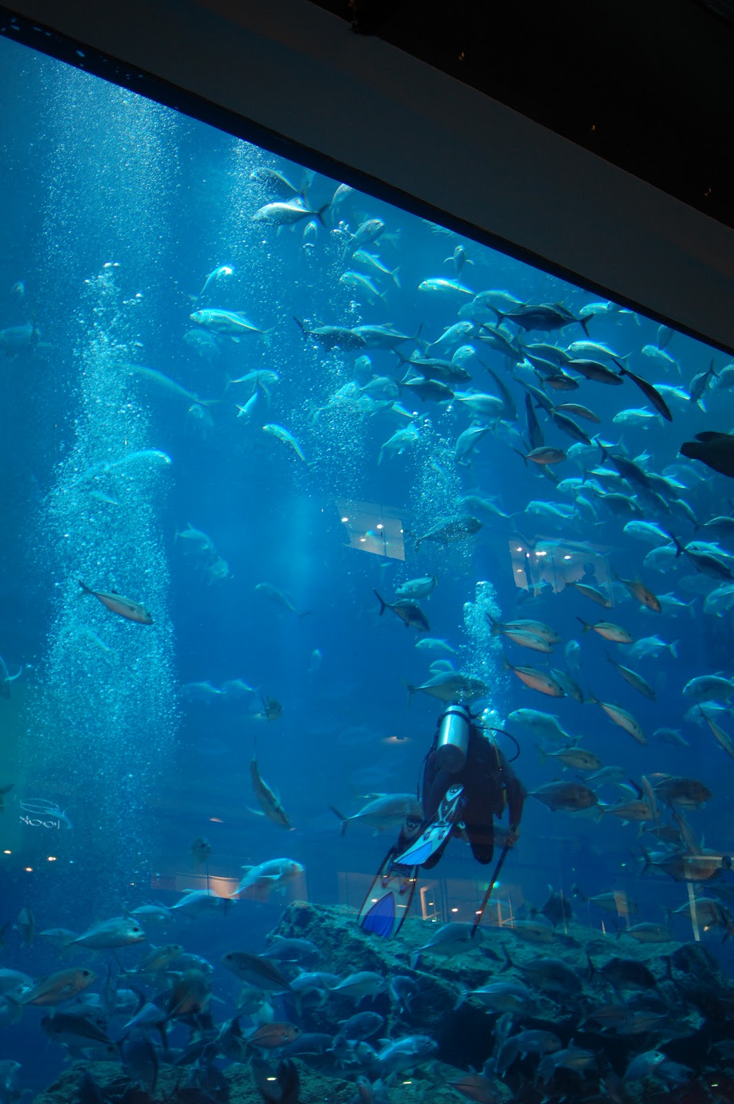 Dubai Mall Aquarium Shark Dive