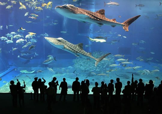 Dubai Mall Aquarium Shark Dive