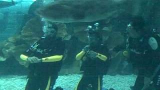 Dubai Mall Aquarium Shark Dive