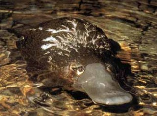 Duckbill Platypus Pictures