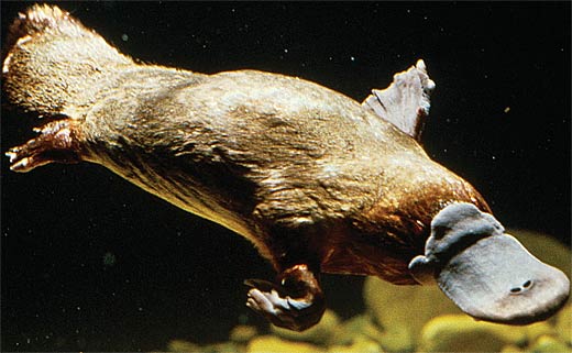 Duckbill Platypus Pictures