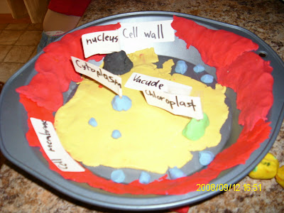 Edible Plant Cell Model Ideas