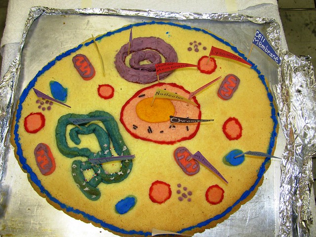 Edible Plant Cell Model Ideas