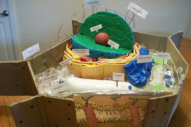 Edible Plant Cell Model Ideas