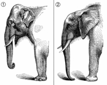 Elephant Lungs Anatomy