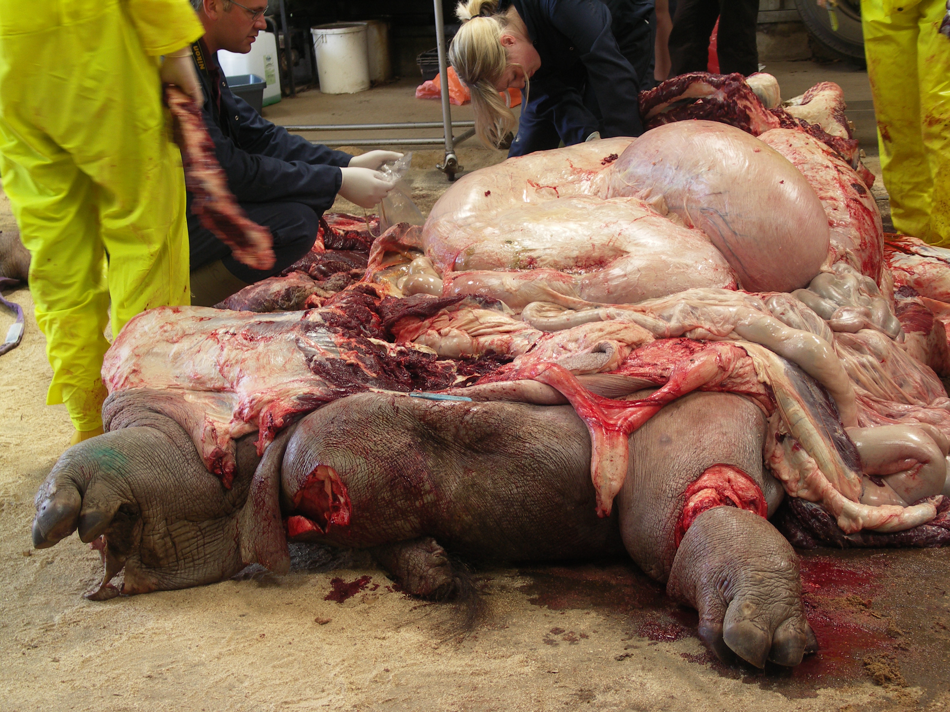 Elephant Lungs Anatomy