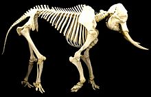 Elephant Lungs Anatomy