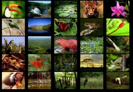 Endangered Animals In The Rainforest