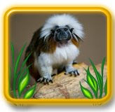 Endangered Animals In The Rainforest For Kids