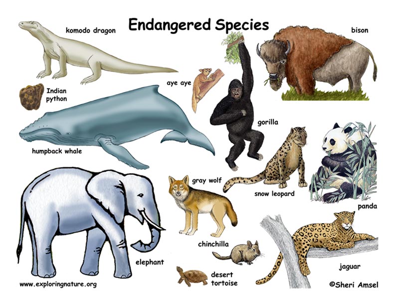 Endangered Animals In The Rainforest List