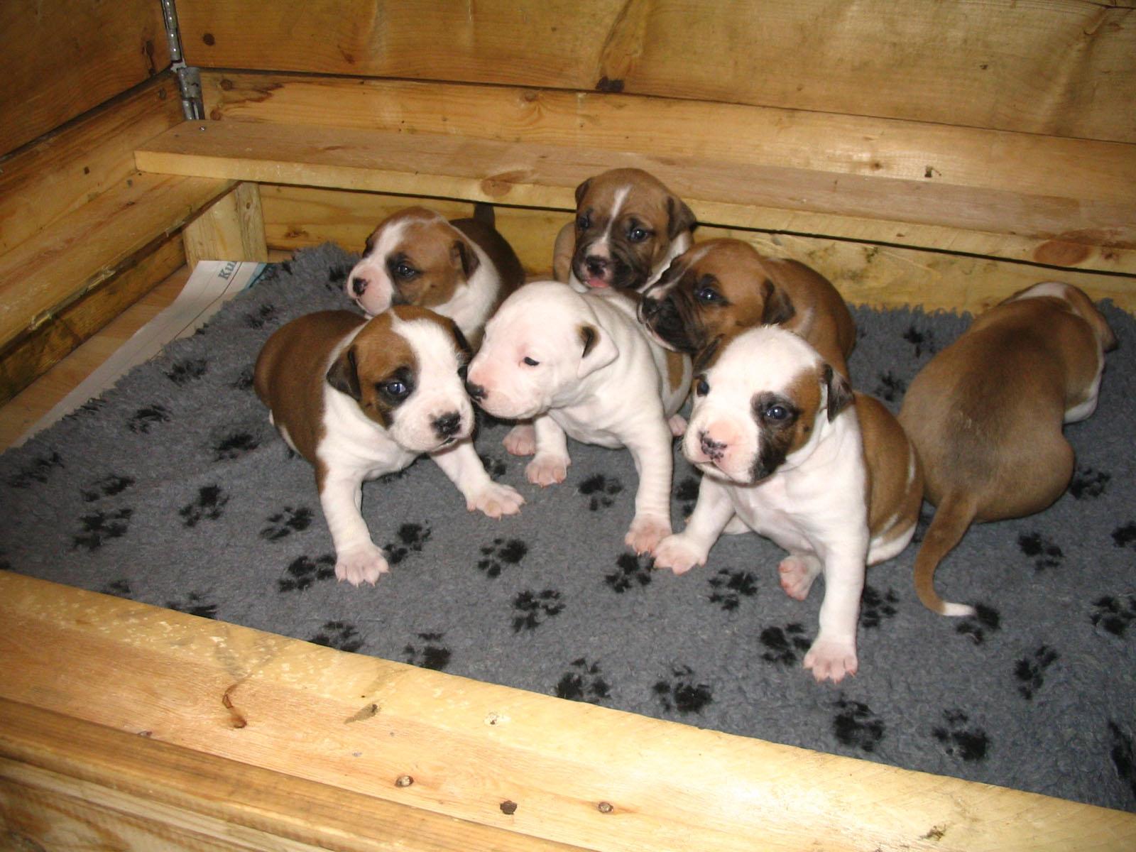 English American Staffy Pups