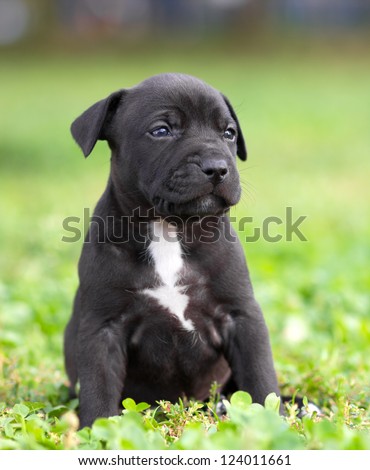 English American Staffy Pups