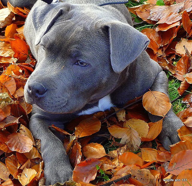 English Blue Staffy Pups