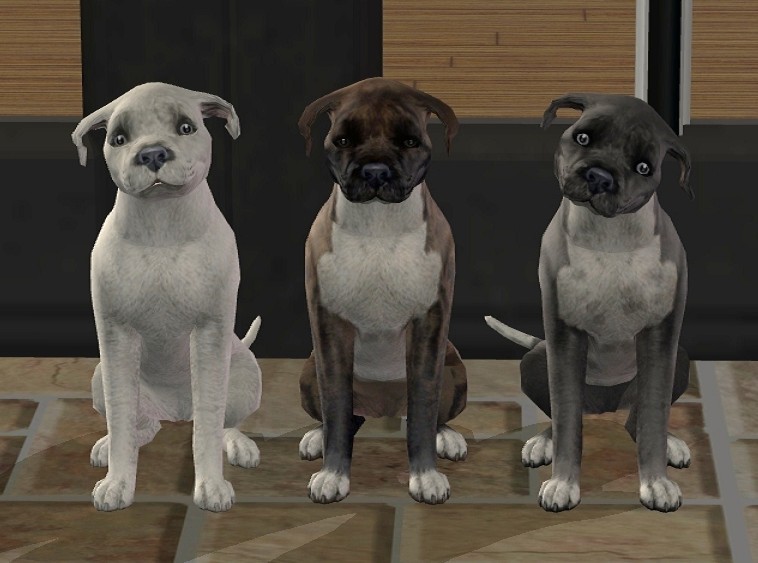 English Blue Staffy Pups