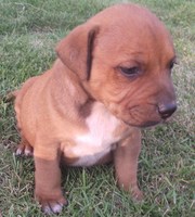 English Blue Staffy Pups For Sale Melbourne