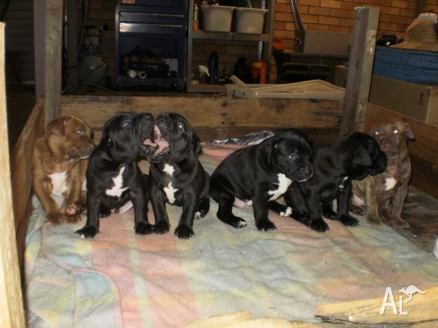 English Blue Staffy Pups For Sale Qld