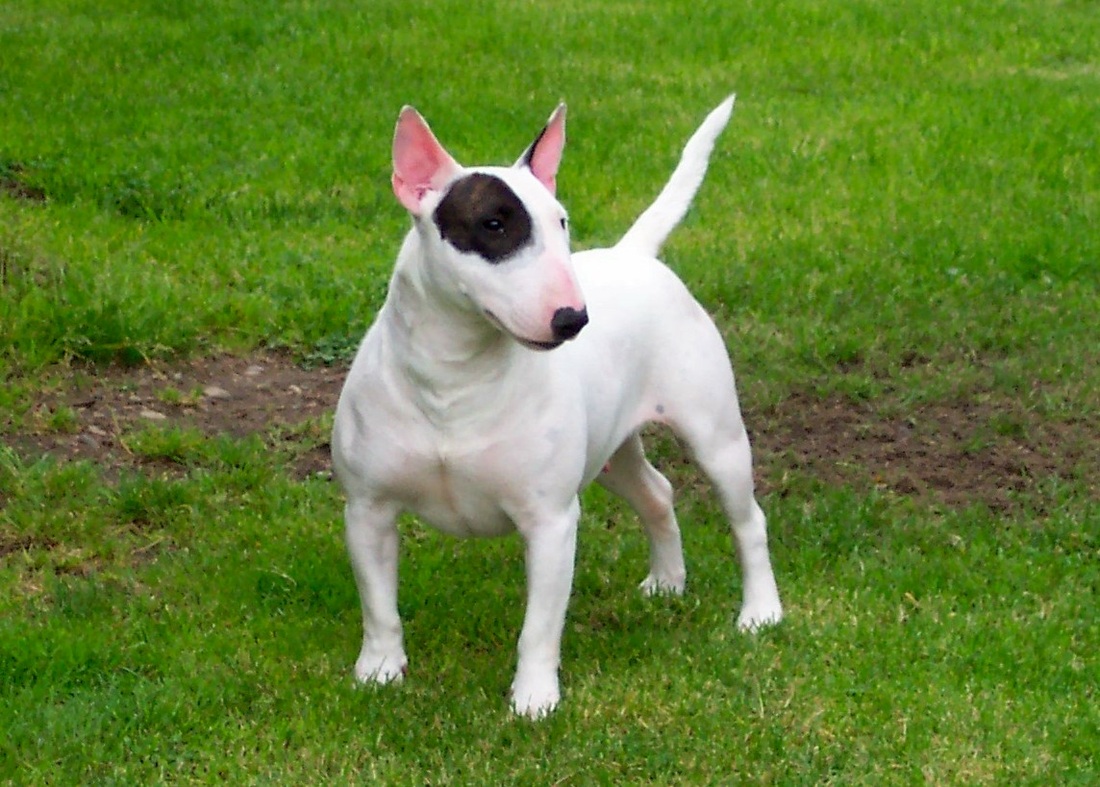 English Bull Terrier