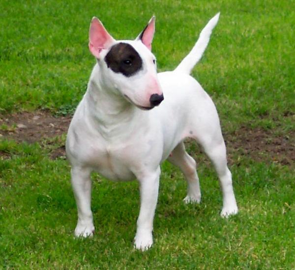 English Bull Terrier Brindle