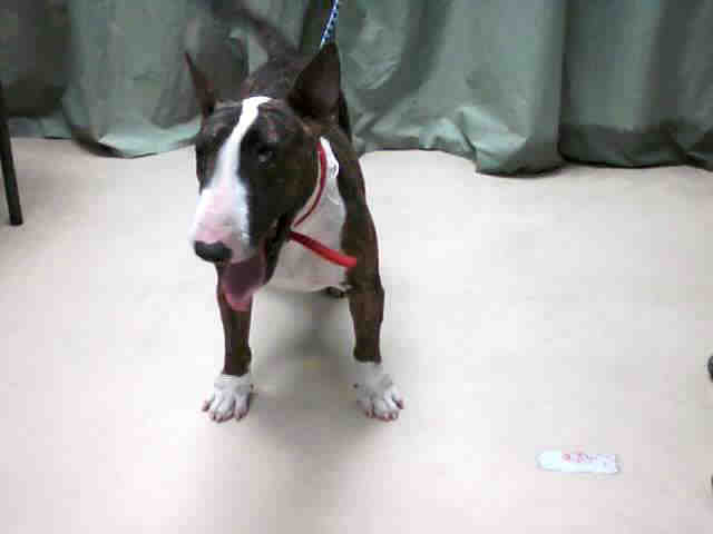 English Bull Terrier Brindle