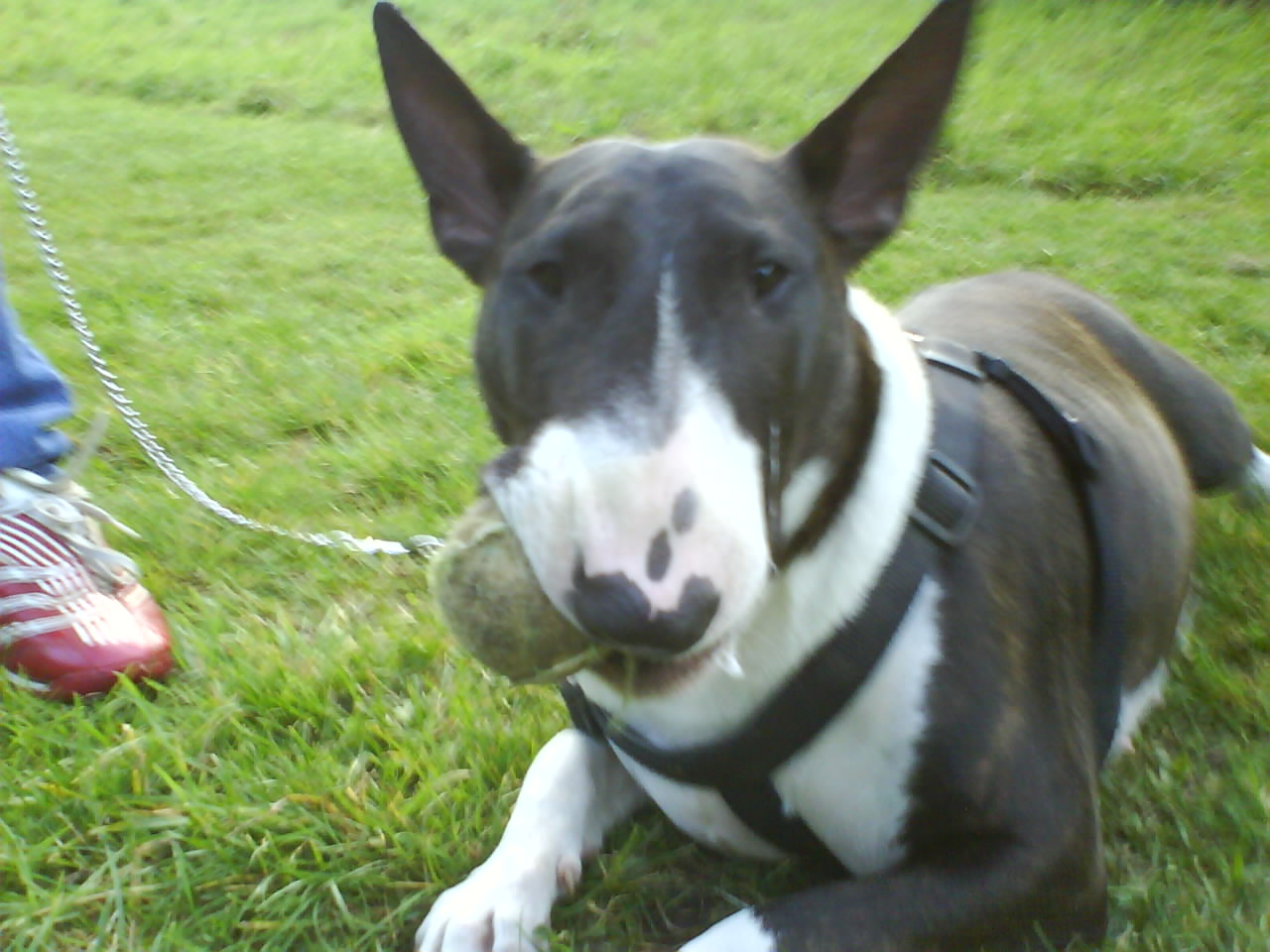 English Bull Terrier Brindle