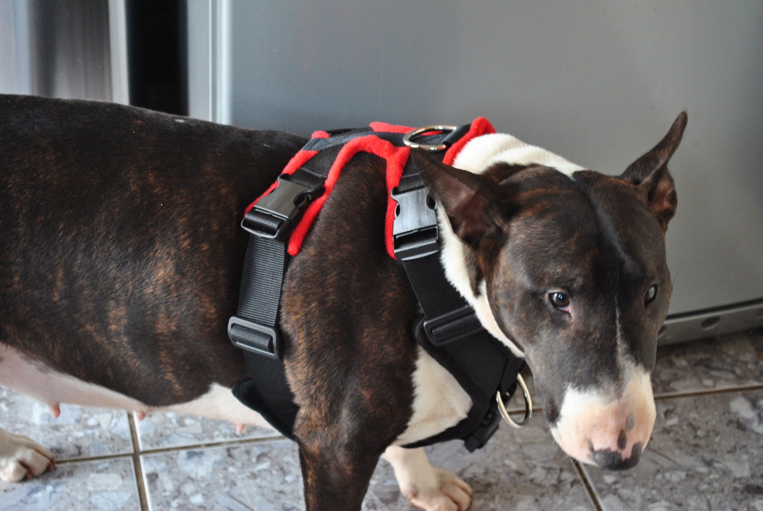 English Bull Terrier Brindle