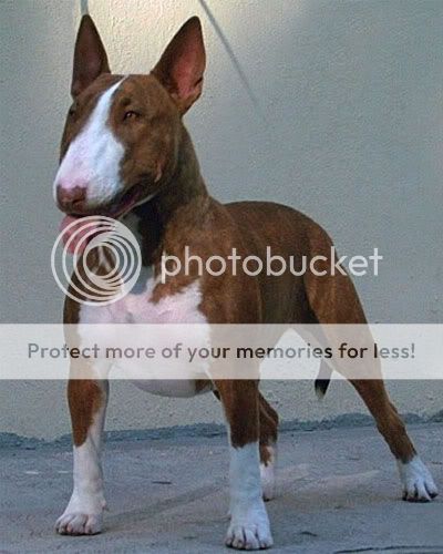 English Bull Terrier Cross