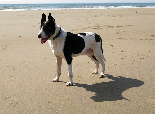 English Bull Terrier Cross