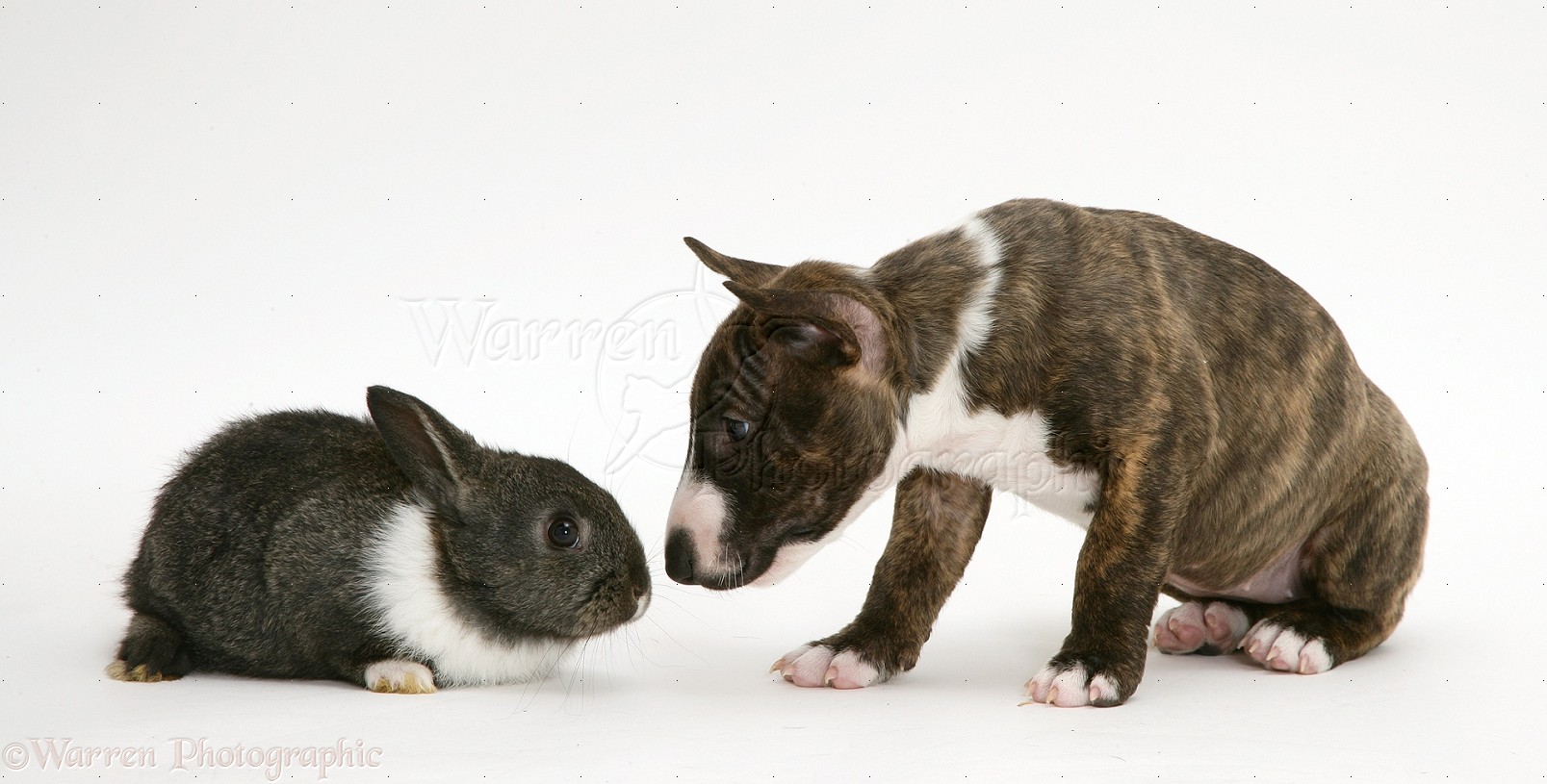 English Bull Terrier Cross