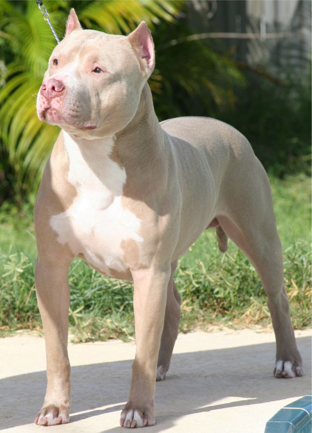 English Bull Terrier Cross