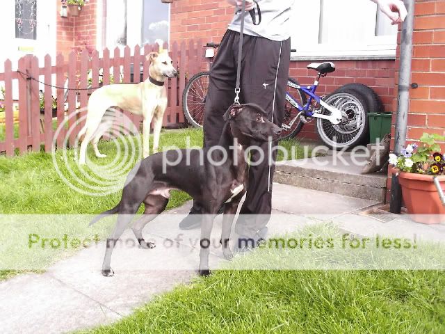 English Bull Terrier Cross Greyhound