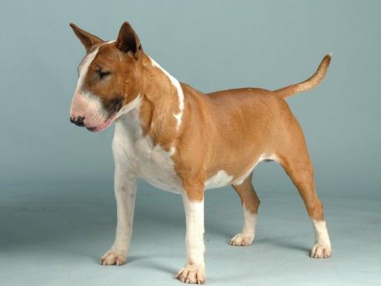 English Bull Terrier Cross Pitbull