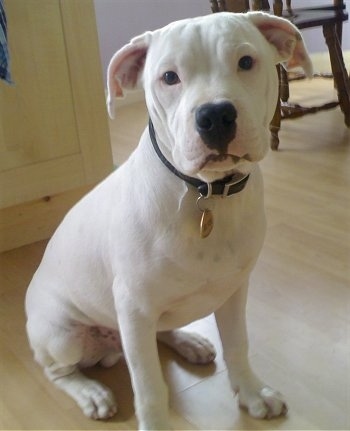 English Bull Terrier Cross Pitbull