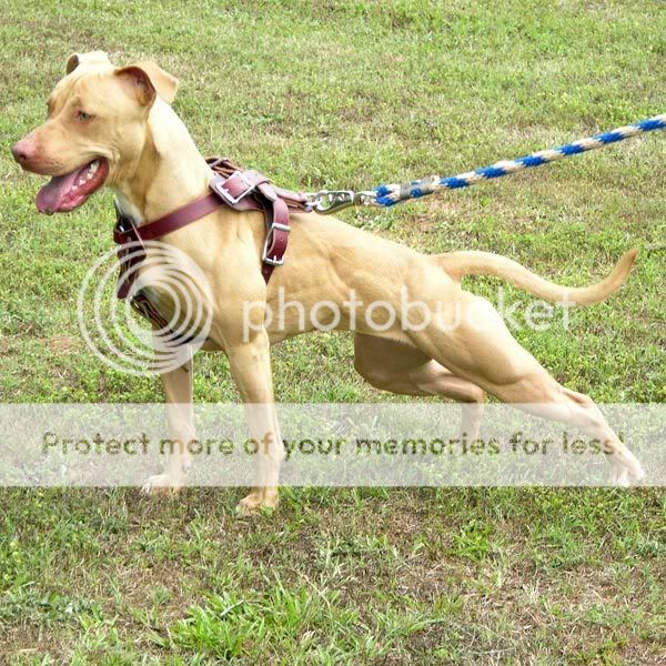 English Bull Terrier Cross Pitbull