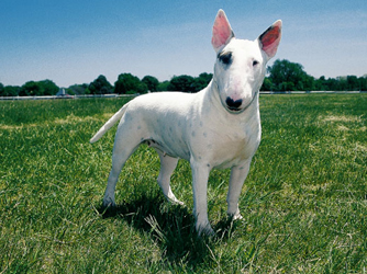 English Bull Terrier Cross Poodle