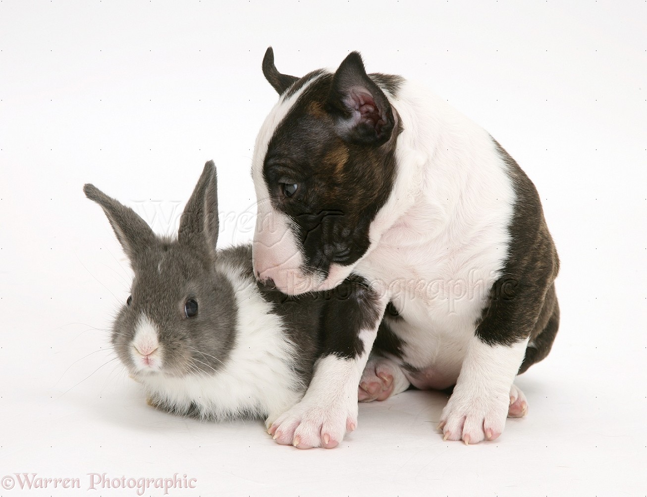 English Bull Terrier Cross Poodle