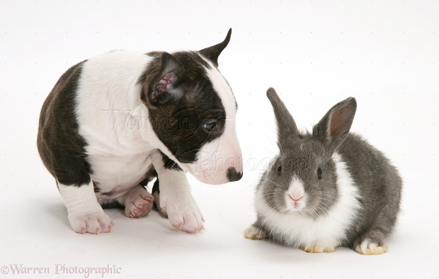 English Bull Terrier Cross Poodle