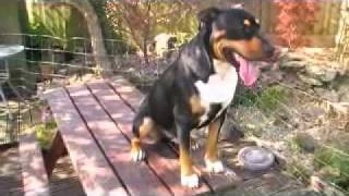 English Bull Terrier Cross Rottweiler