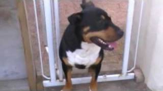 English Bull Terrier Cross Rottweiler