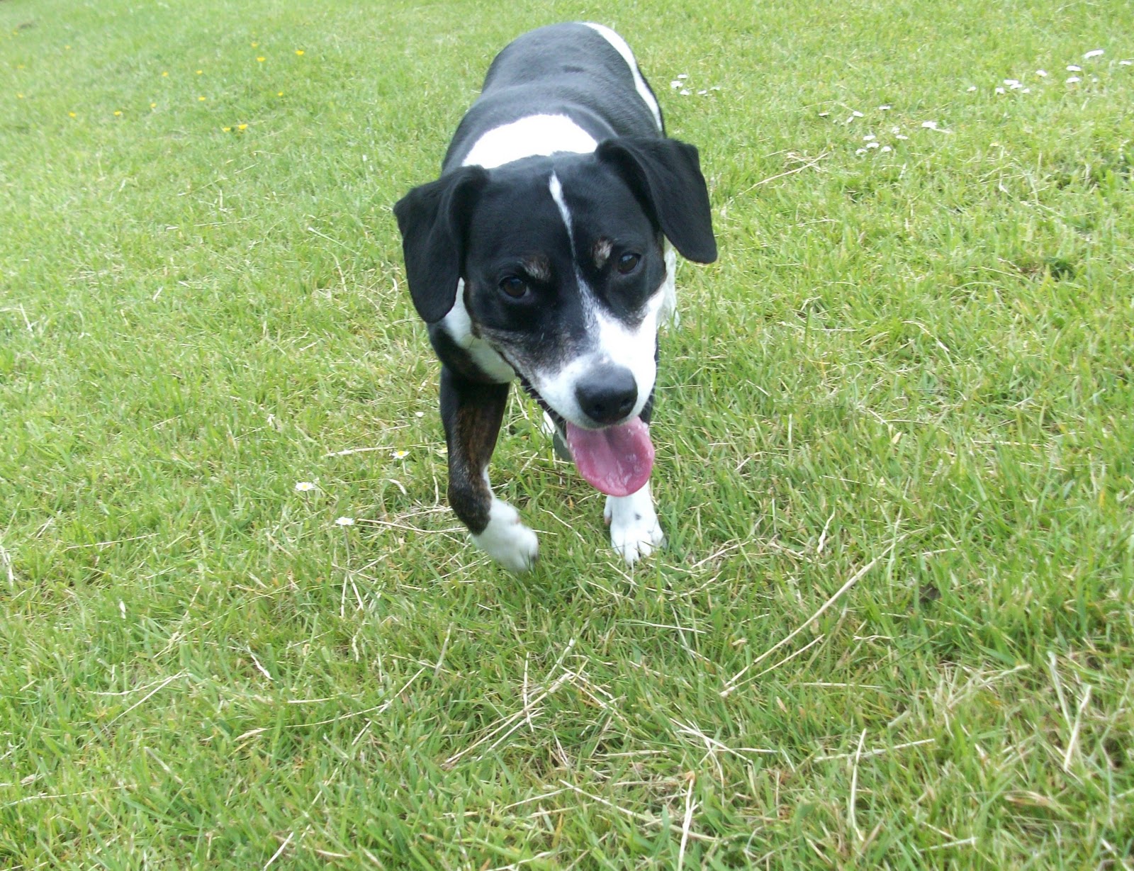 English Bull Terrier Cross Staff