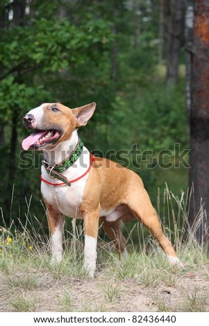 English Bull Terrier Cross Staffy