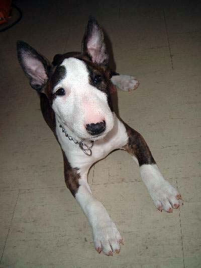 English Bull Terrier Cross Staffy Puppies