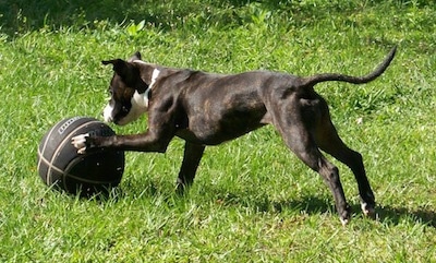 English Bull Terrier Cross Staffy Puppies