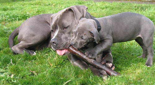 English Bull Terrier Cross Staffy Puppies