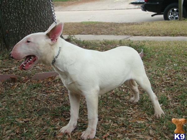 English Bull Terrier For Sale