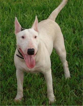 English Bull Terrier For Sale