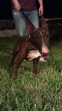 English Bull Terrier For Sale In Florida