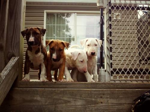 English Bull Terrier For Sale In Florida